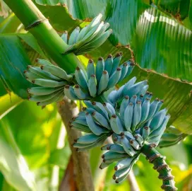 Blue Java Banana The Ice Cream Banana That Tastes Like Vanilla